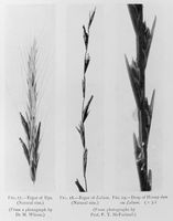view M0018490: Ergot of rye, ergot of lolium and drop of honey dew on lolium