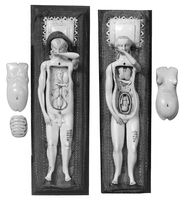 view M0018654EB: Anatomical figures in ivory; one male, one female