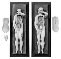 view M0018649EB: Anatomical figures in ivory; one female and one male