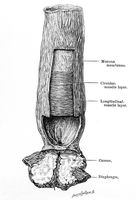 view M0019673: Illustration of a cancer of the cardiac orifice of the oesophagus, 1922