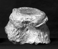 view M0019455EB: Cast of athritis deformans in caudal vertebra of horned dinosaur, cretaceous of Canada