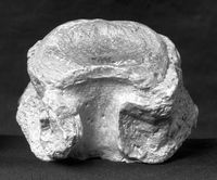 view M0019455EA: Cast of athritis deformans in caudal vertebra of horned dinosaur, cretaceous of Canada